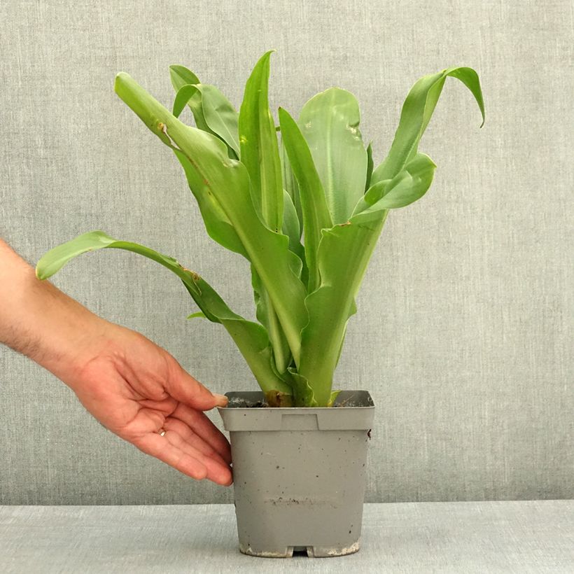 Eucomis autumnalis Vaso da 2L/3L taglia 14/16 esemplare consegnato in primavera