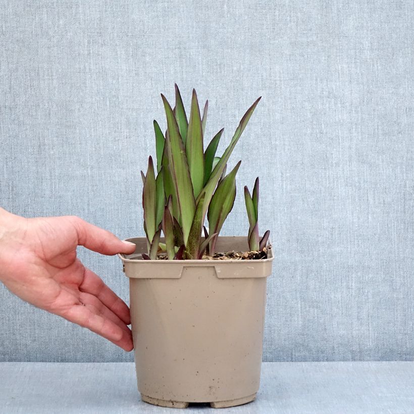 Eucomis comosa Can Can - Giglio di ananas Vaso da 3L/4L taglia 18/20 esemplare consegnato in primavera