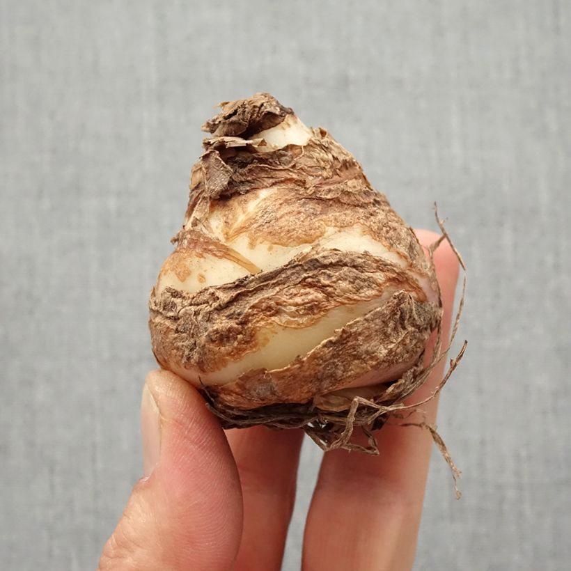 Eucomis comosa Leia - Giglio di ananas Bulbo taglia 18+ esemplare consegnato in primavera