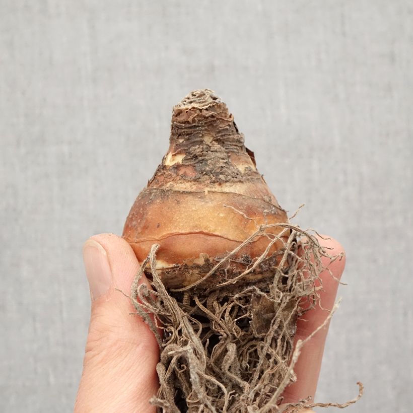 Eucomis comosa Sparkling Burgundy - Giglio di ananas Bulbo size 18 esemplare consegnato in primavera