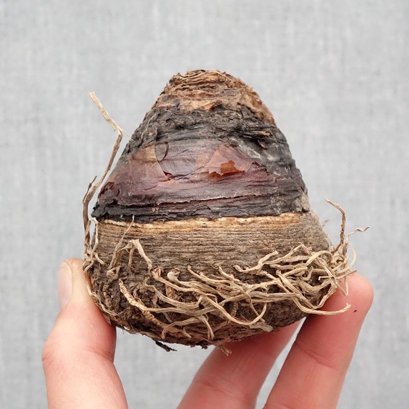 Example of Eucomis pallidiflora subsp. pole-evansii - Giglio di ananas Bulbo taglia 24+ as you get in printemps