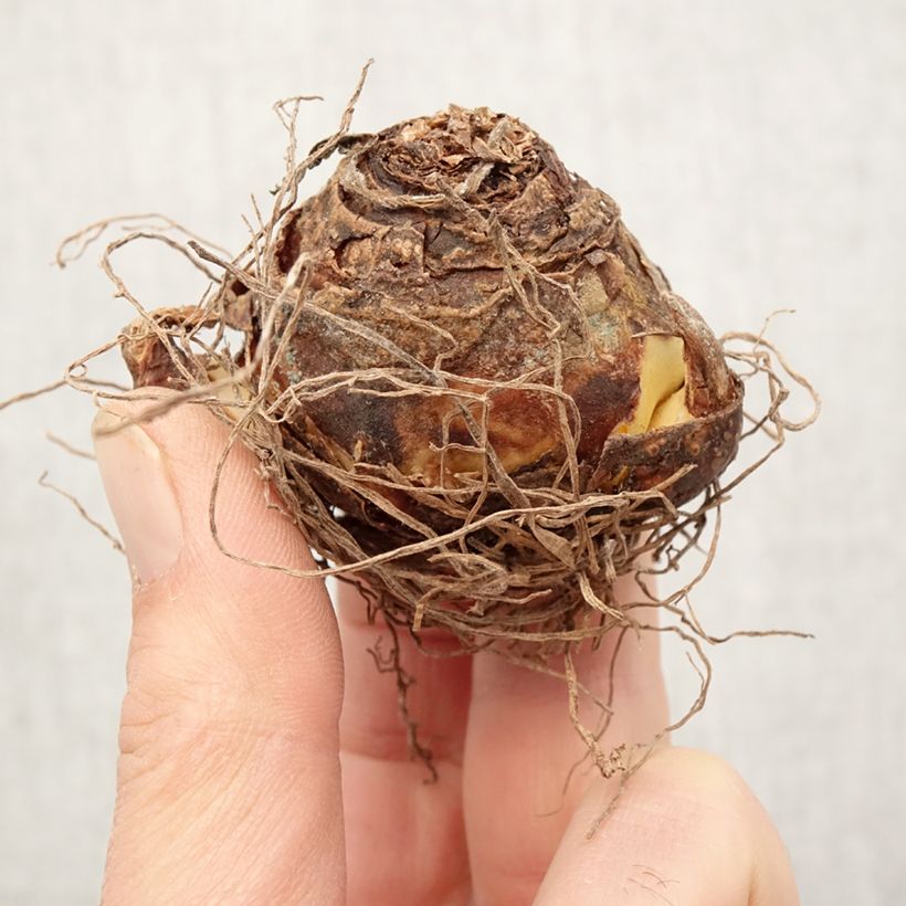 Eucomis vandermerwei - Giglio di ananas Bulbo taglia 12+ esemplare consegnato in primavera