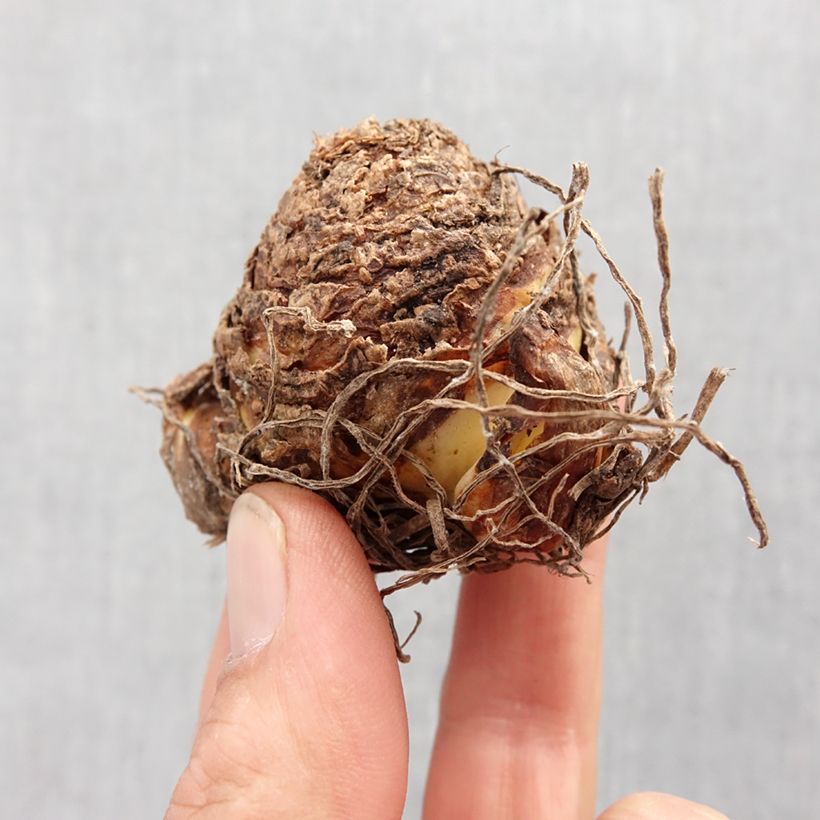 Eucomis vandermerwei Octopus - Giglio di ananas Bulbo taglia 12+ esemplare consegnato in primavera