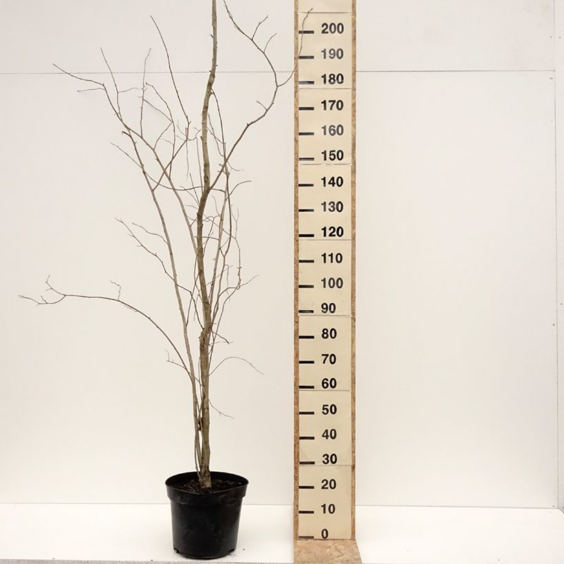 Eucommia ulmoides - Arbre à gutta-percha Pot de 12L/15L esemplare consegnato in inverno