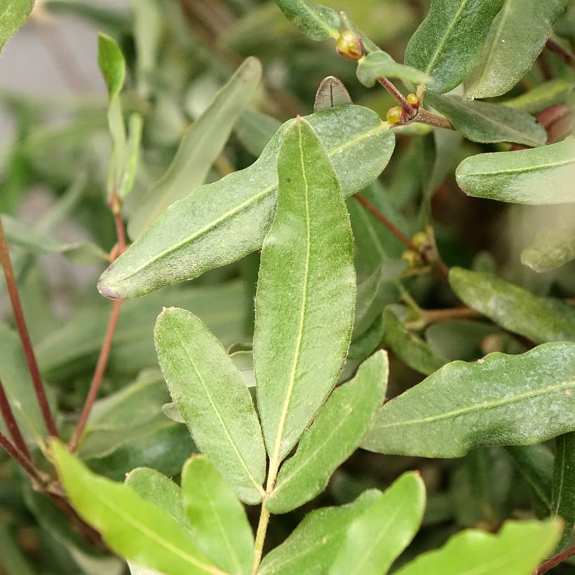 Eucryphia lucida Ballerina (Foliage)