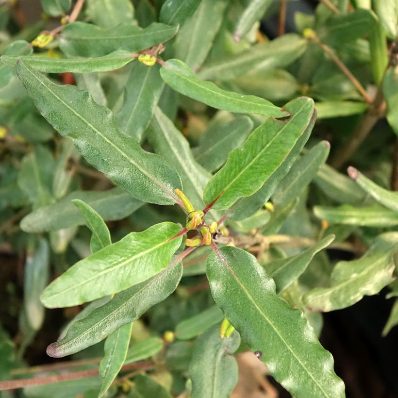 Eucryphia moorei (Foliage)