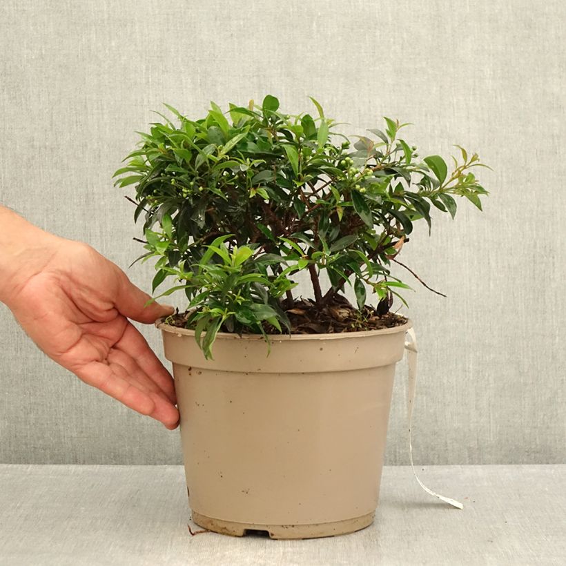 Esemplare di Eugenia myrtifolia Compacta Vaso da 4L/5L consegnato in estate