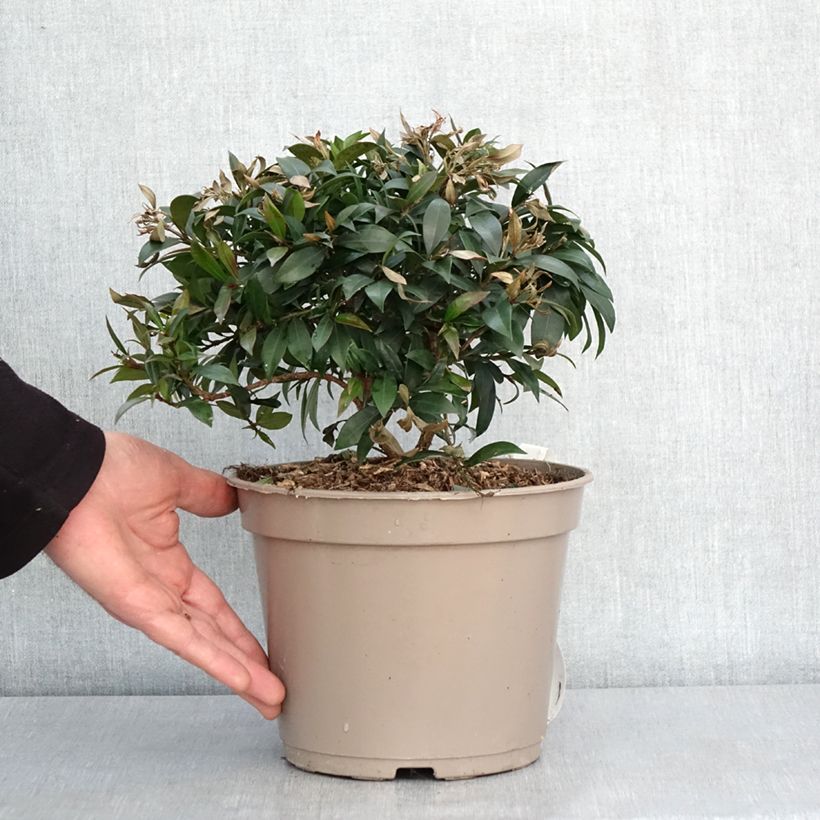 Eugenia myrtifolia Compacta - Myrte d'Australie Pot de 4L/5L esemplare consegnato in inverno