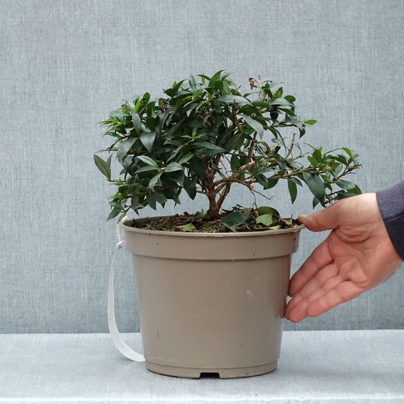 Example of Eugenia myrtifolia Compacta Vaso da 4L/5L as you get in printemps