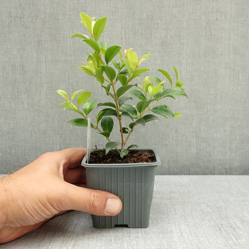 Esemplare di Eugenia myrtifolia New Port Vasetto da 8/9 cm consegnato in estate