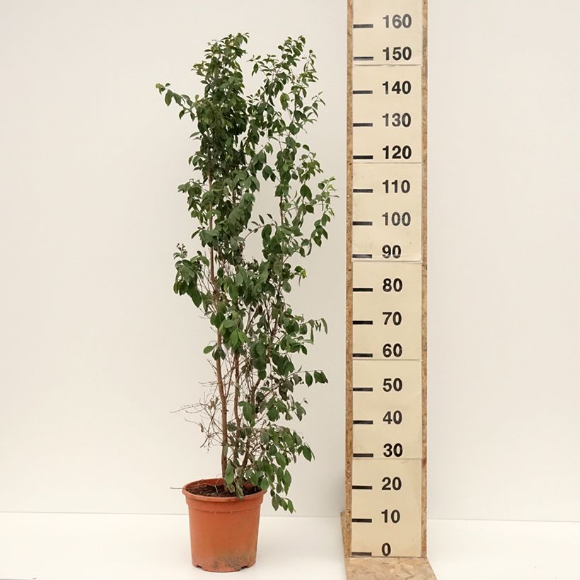 Eugenia myrtifolia New Port - Myrte d'Australie Pot de 4L/5L esemplare consegnato in inverno