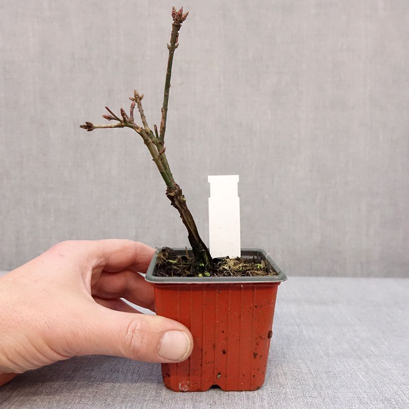 Euonymus alatus - Fusain ailé Godet de 8/9 cm esemplare consegnato in inverno