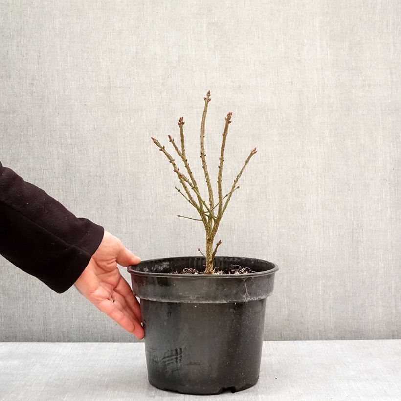 Euonymus alatus Fire Ball - Evonimo alato Vaso da 4L/5L esemplare consegnato in inverno