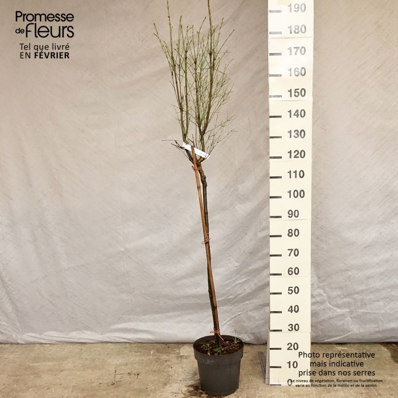 Euonymus clivicolus var. rongchuensis Vaso da 7,5L/10L, Vaso impalcato esemplare consegnato in inverno