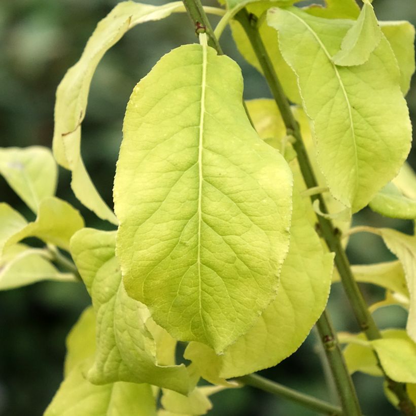 Euonymus europaeus Albus - Fusain d'Europe (Fogliame)