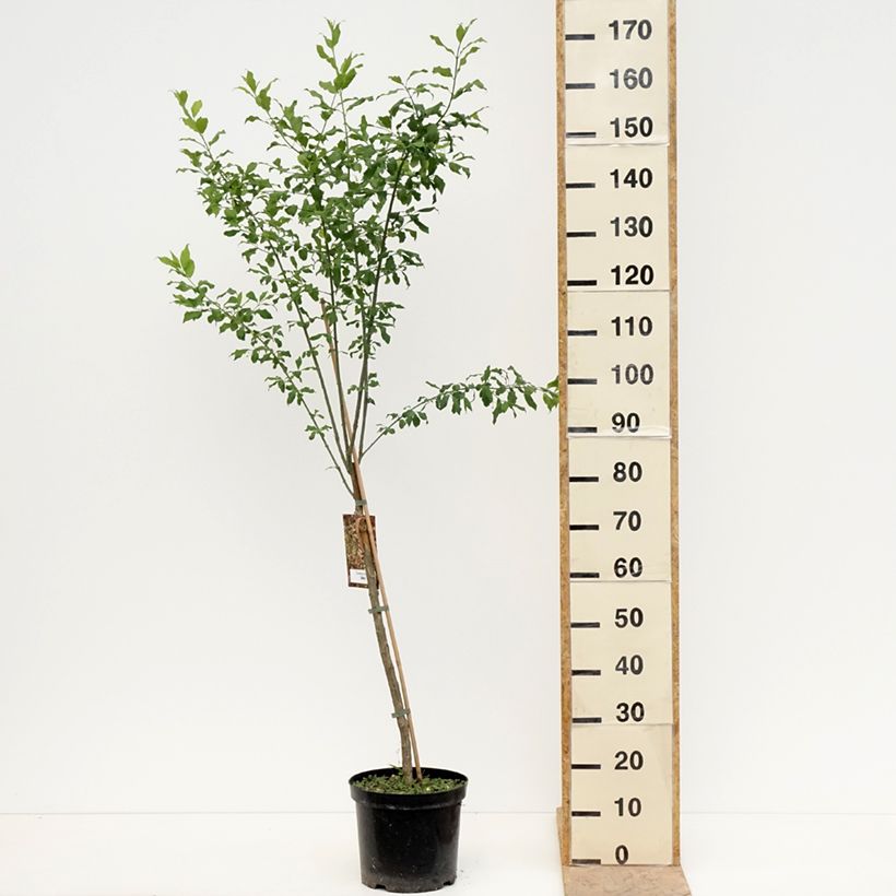 Euonymus europaeus Albus - Fusain d'Europe Vaso da 7,5L/10L esemplare consegnato in primavera