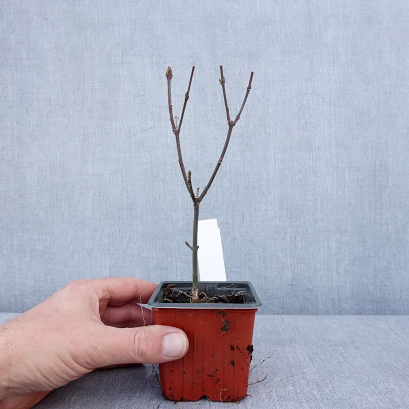 Euonymus europaeus Red Cascade - Fusain d'Europe Godet de 8/9 cm esemplare consegnato in inverno