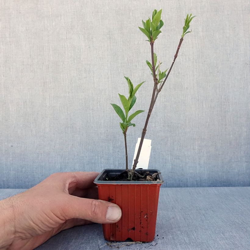 Euonymus europaeus Red Cascade - Fusaria comune Vasetto da 8/9 cm esemplare consegnato in primavera