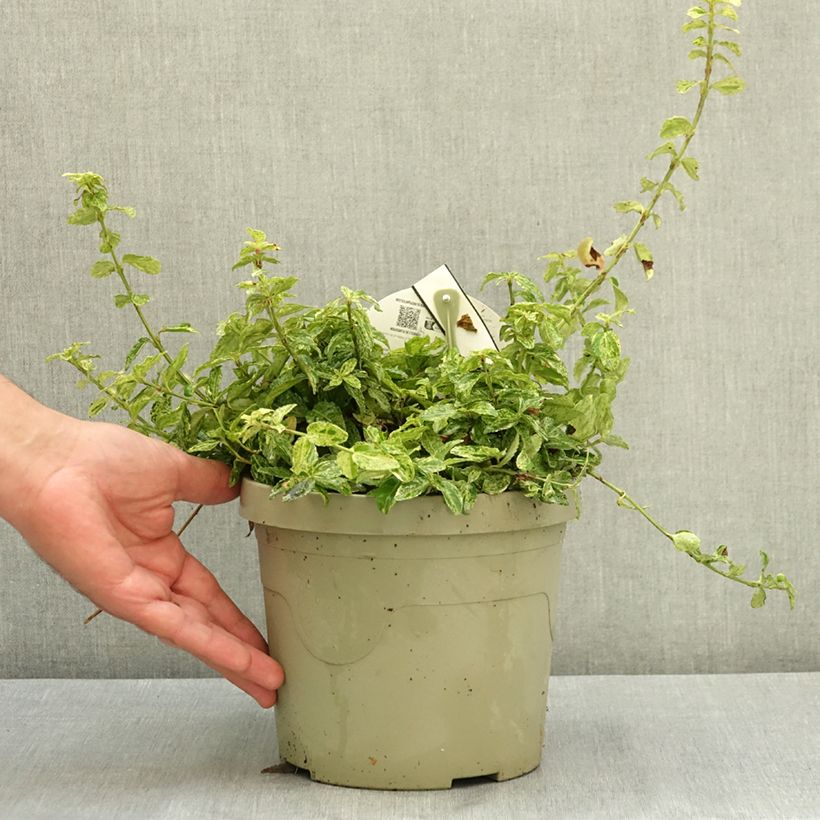 Esemplare di Euonymus fortunei Golden Harlequin Vaso da 3L/4L consegnato in estate