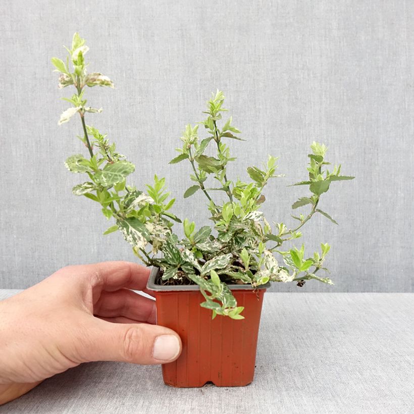 Example of Euonymus fortunei Harlequin Vasetto da 8/9 cm as you get in printemps