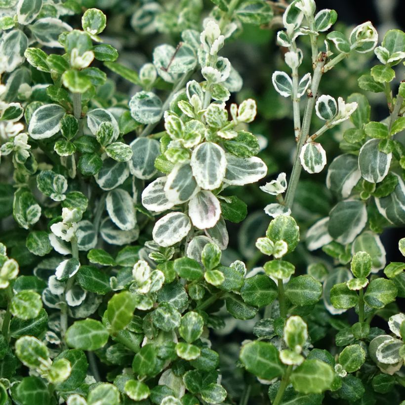 Euonymus fortunei Silver Carpet (Fogliame)