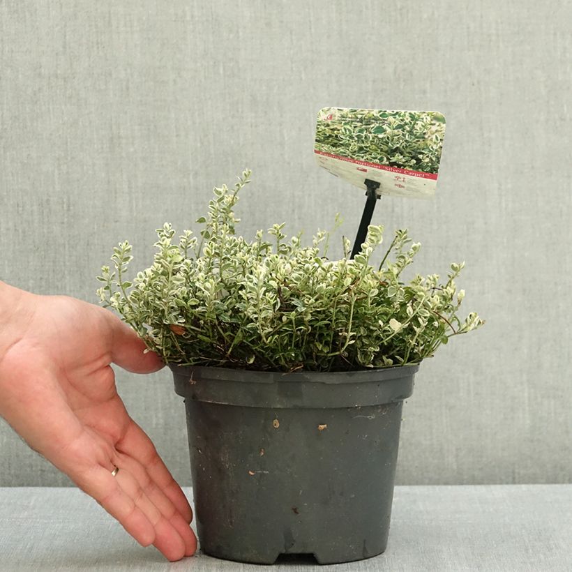 Esemplare di Euonymus fortunei Silver Carpet Vaso da 2L/3L consegnato in estate