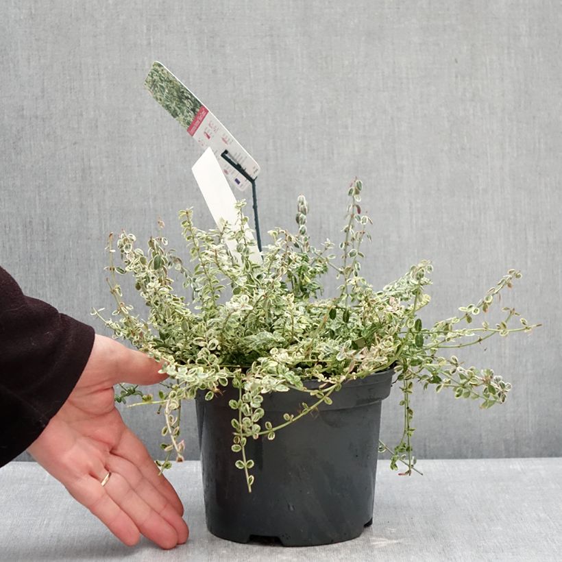 Example of Euonymus fortunei Silver Carpet Vaso da 2L/3L as you get in hiver