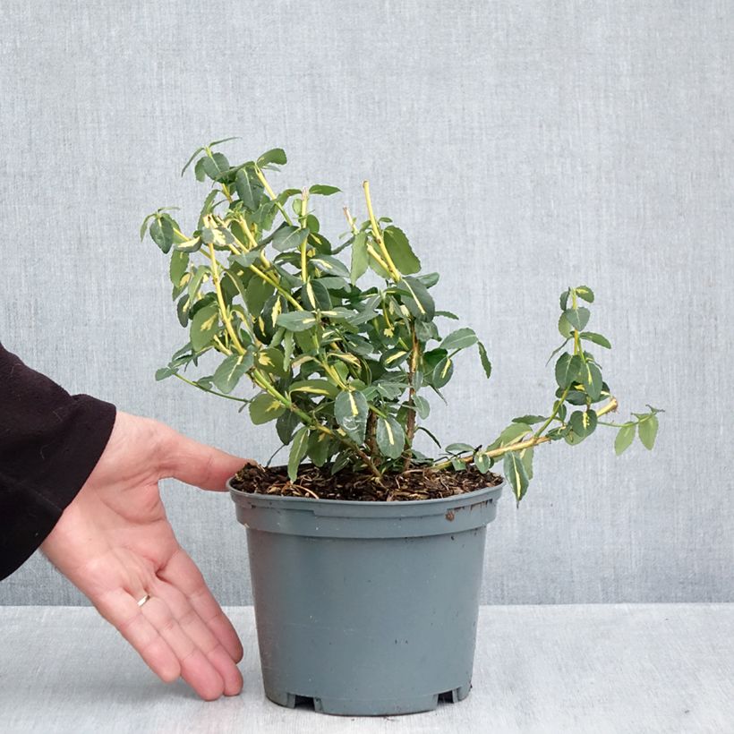 Esemplare di Euonymus fortunei Sunspot Vaso da 2L/3L come consegnato in autunno
