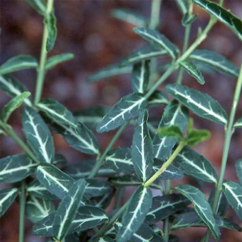 Euonymus fortunei var. radicans Wolong Ghost (Foliage)