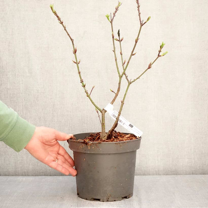Euonymus grandiflorus Ruby Wine Vaso da 4L/5L esemplare consegnato in inverno