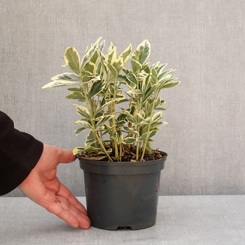 Euonymus japonicus Bravo - Fusain du Japon Pot de 2L/3L esemplare consegnato in inverno