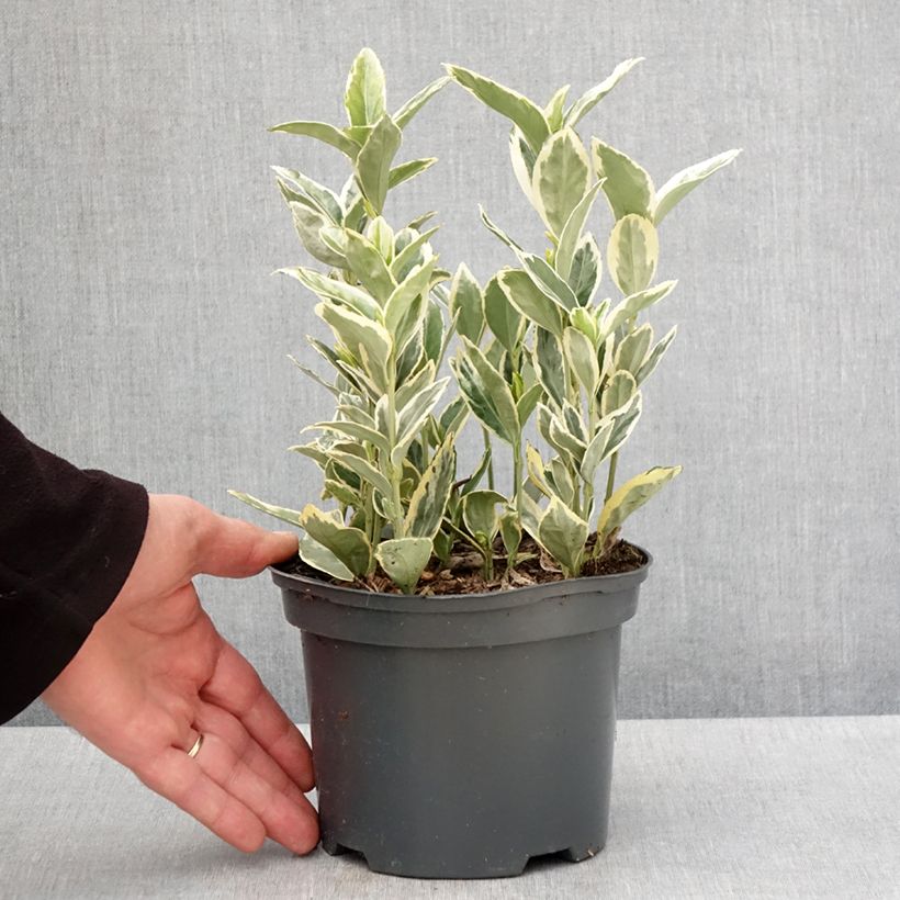 Example of Fusaria giapponese Bravo Vaso da 2L/3L as you get in printemps