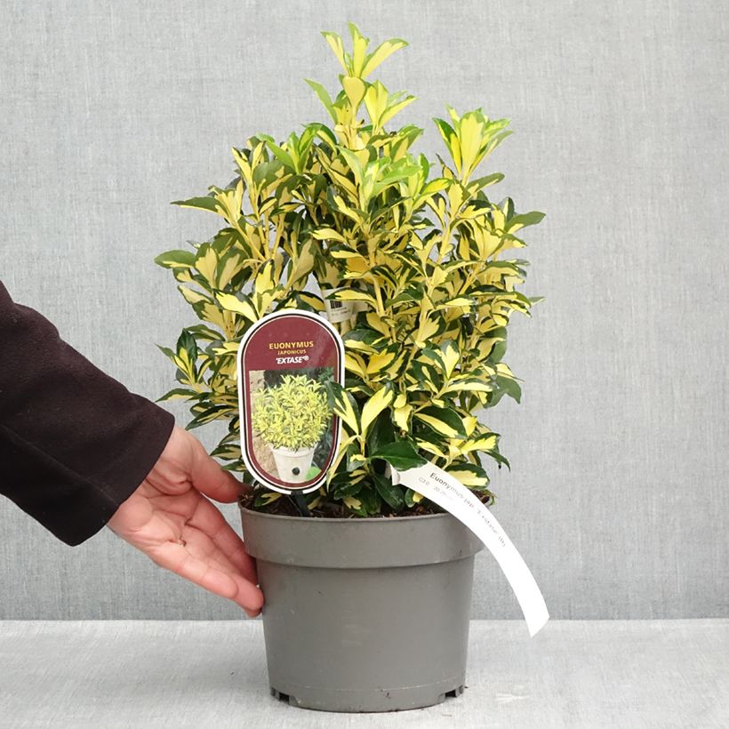 Esemplare di Fusaggine giapponese Exstase Goldbolwi  Vaso da 3L/4L come consegnato in autunno