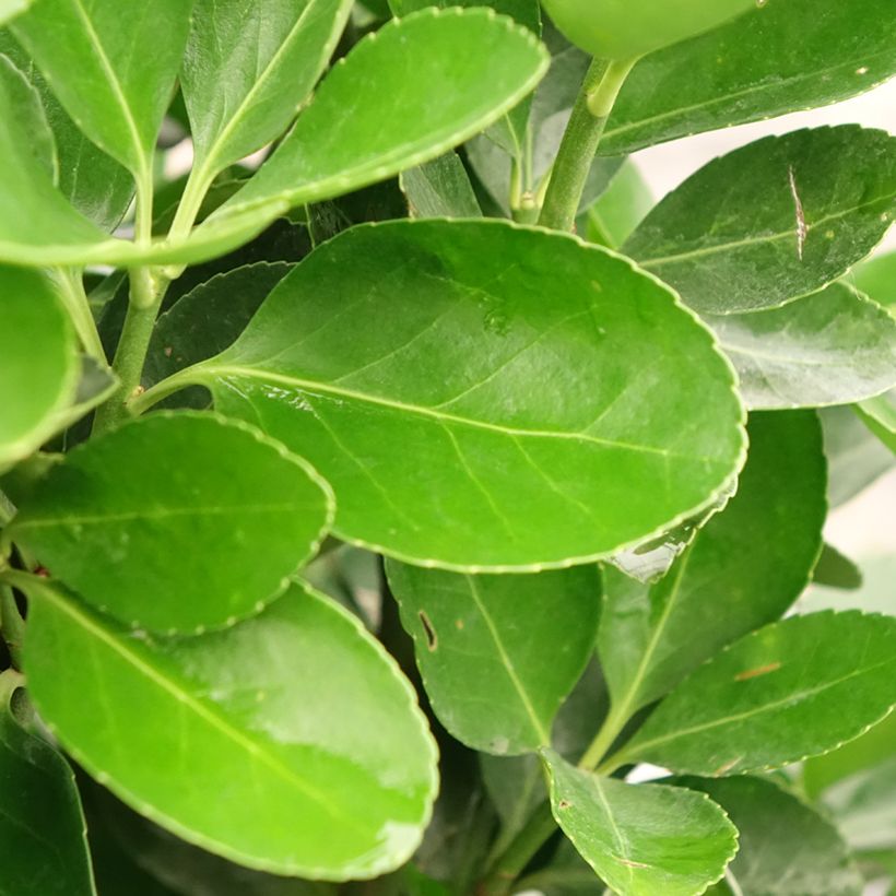 Fusaria giapponese (Foliage)