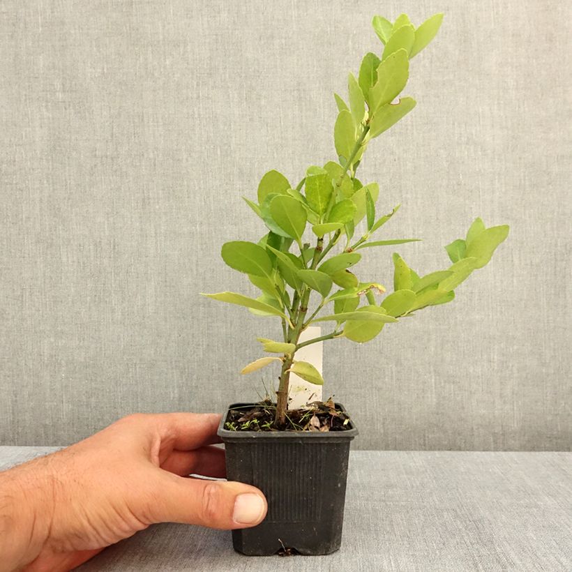 Esemplare di Fusaria giapponese Vasetto da 8/9 cm consegnato in estate