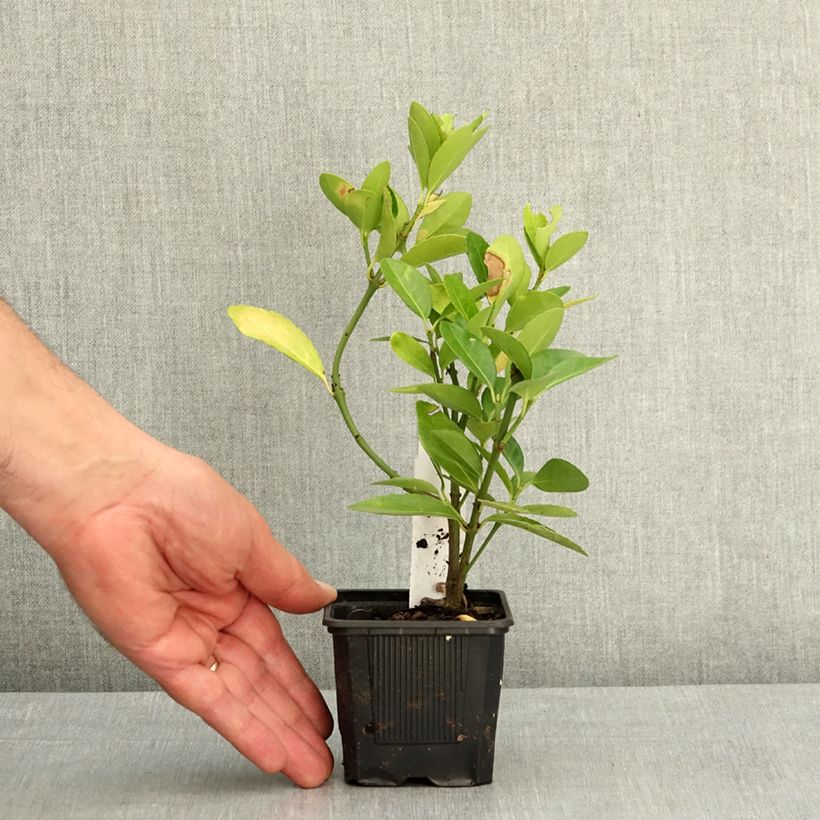 Fusaria giapponese Vasetto da 8/9 cm esemplare consegnato in primavera