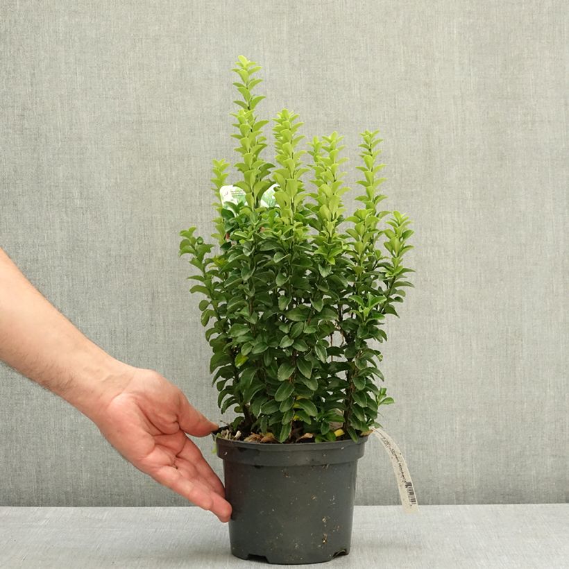 Fusaria giapponese Green Rocket Vaso da 2L/3L esemplare consegnato in primavera