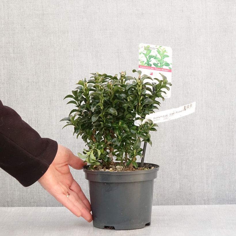 Example of Fusaria giapponese Green Rocket Vaso da 2L/3L as you get in hiver