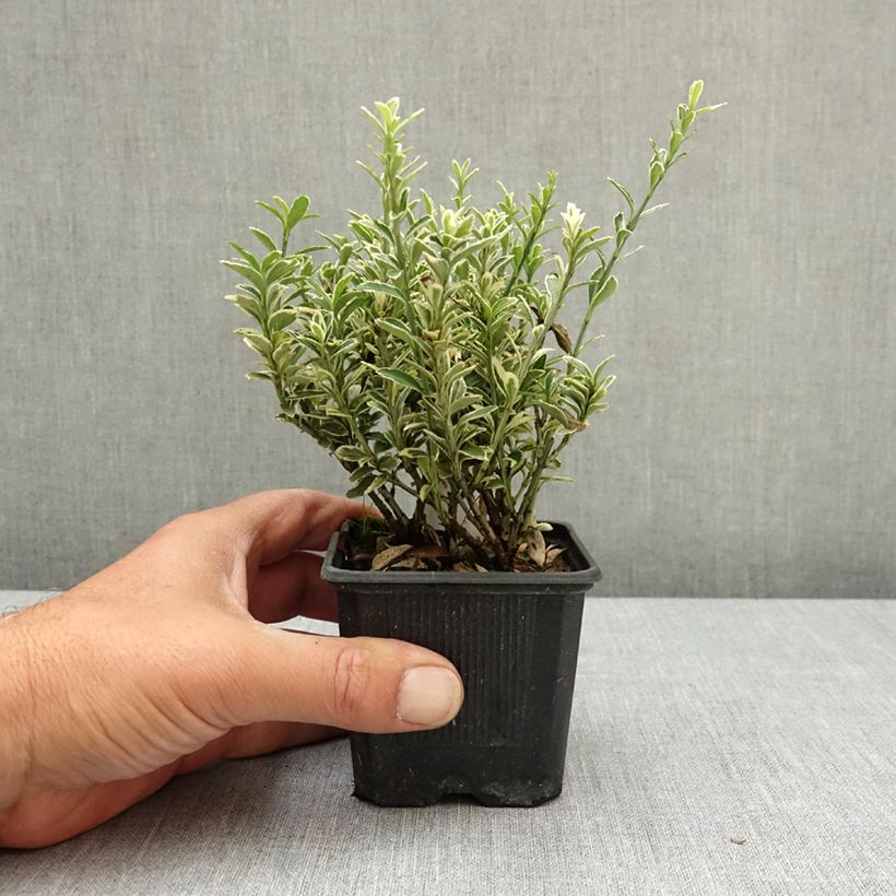 Fusaria giapponese Microphyllus Albovariegatus Vasetto da 8/9 cm esemplare consegnato in primavera