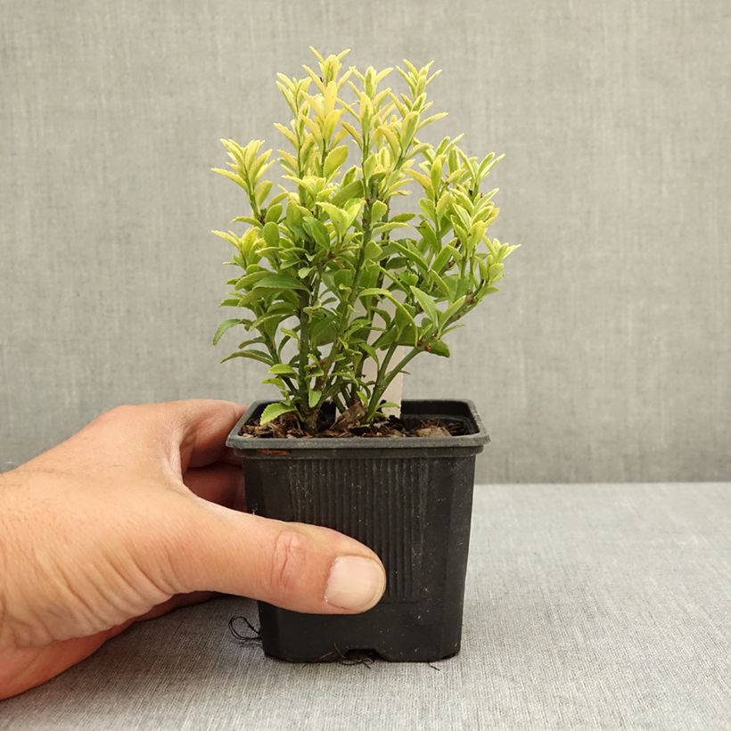 Fusaria giapponese Microphyllus Aureovariegatus Vasetto da 8/9 cm esemplare consegnato in primavera