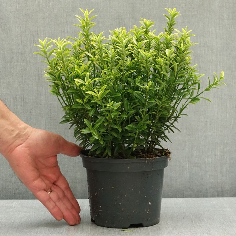 Fusaria giapponese Microphyllus Aureovariegatus Vaso da 2L/3L esemplare consegnato in primavera