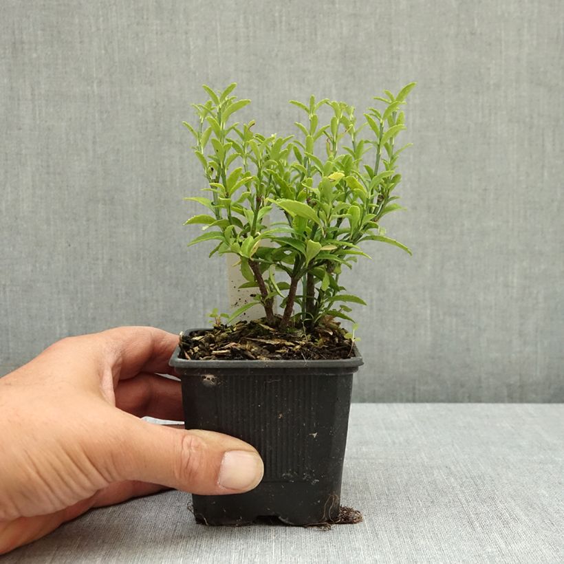 Esemplare di Fusaria giapponese Microphyllus Vasetto da 8/9 cm consegnato in estate