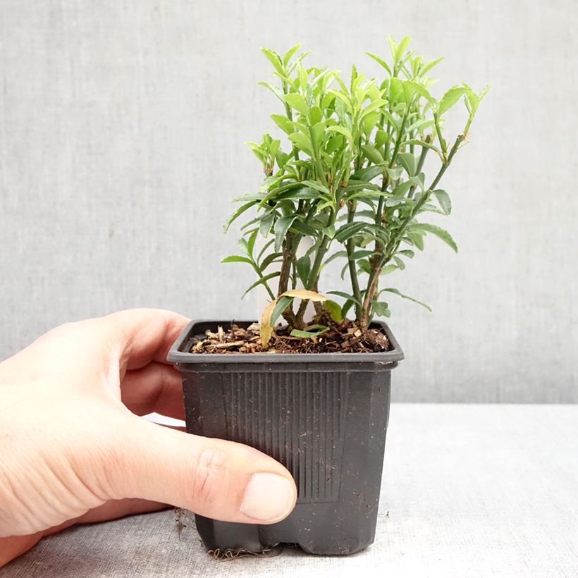 Fusaria giapponese Microphyllus Vasetto da 8/9 cm esemplare consegnato in primavera