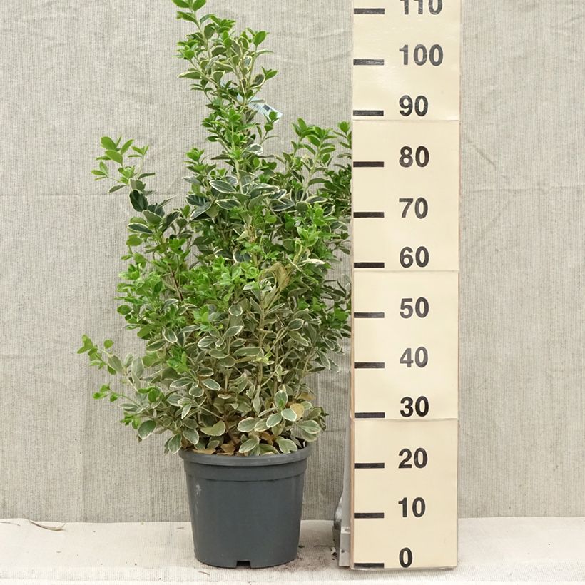 Example of Fusaria giapponese Président Gauthier Vaso da 7,5L/10L as you get in printemps