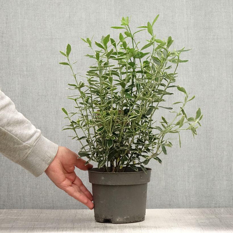 Esemplare di Fusaria giapponese Suzanne Vaso da 2L/3L consegnato in estate