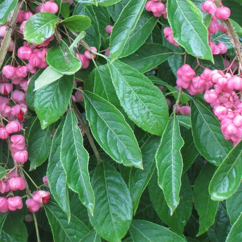 Euonymus phellomanus (Foliage)