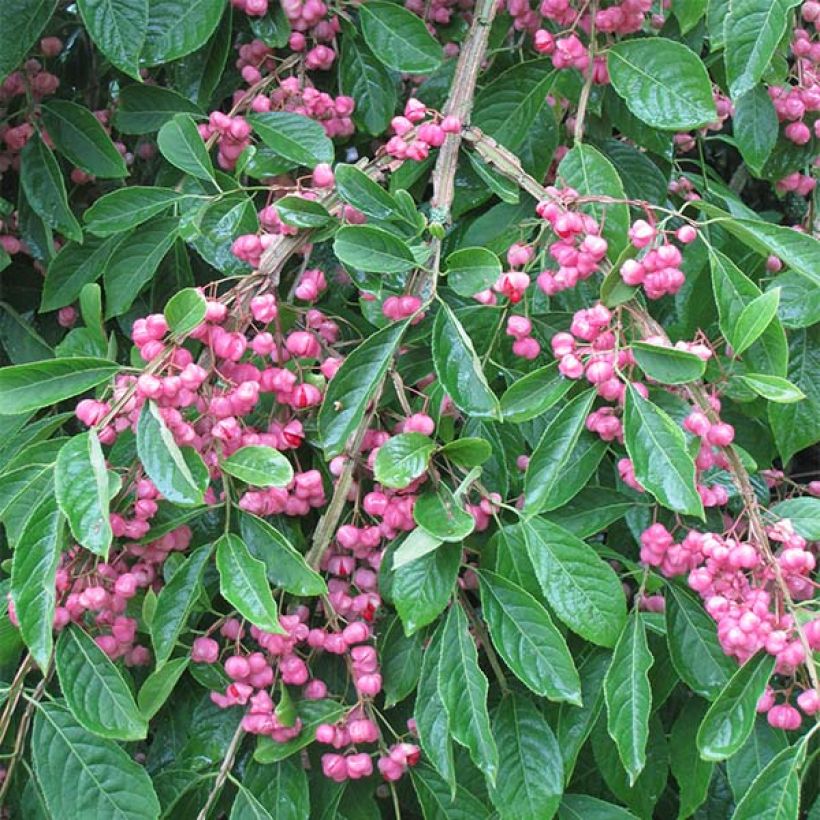 Euonymus phellomanus (Flowering)