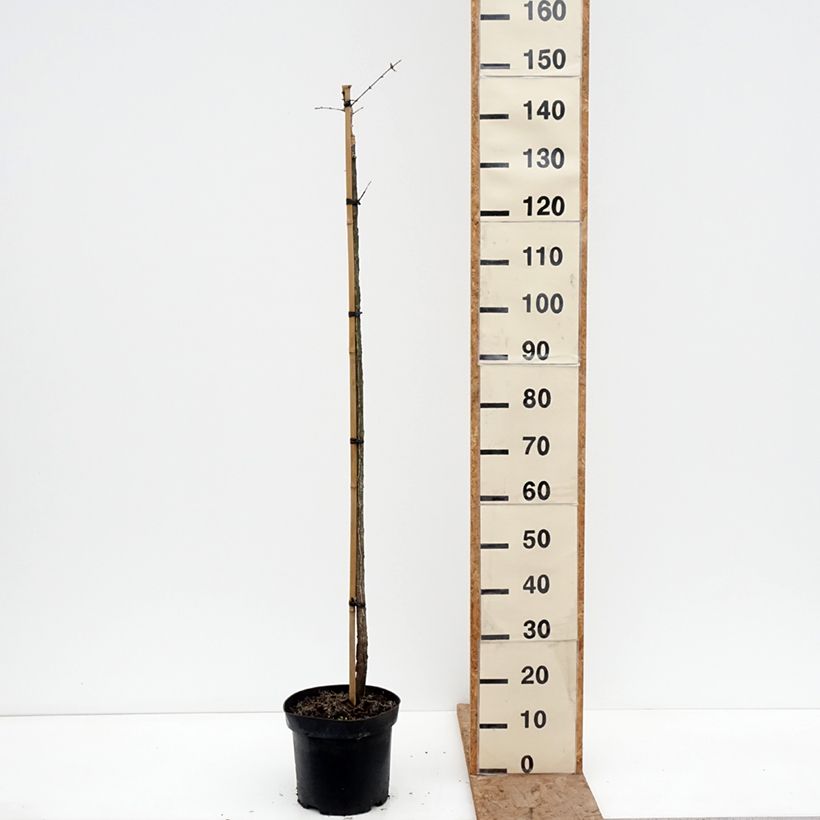 Euonymus phellomanus Silver Surprise - Fusain de Chine Vaso da 4L/5L, Vaso impalcato esemplare consegnato in inverno