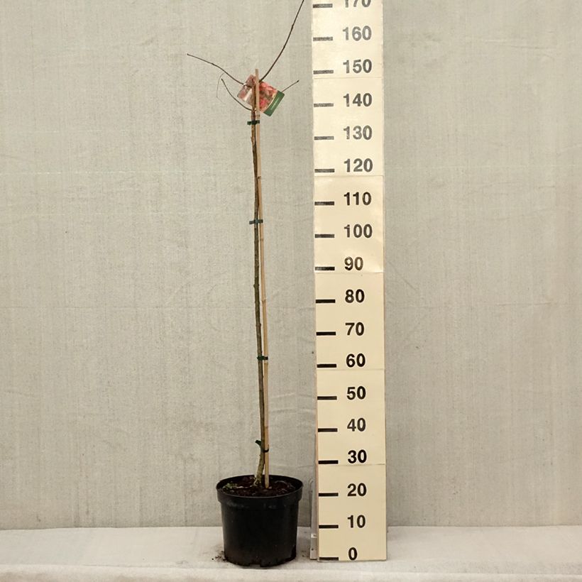 Euonymus planipes Vaso da 7,5L/10L esemplare consegnato in primavera