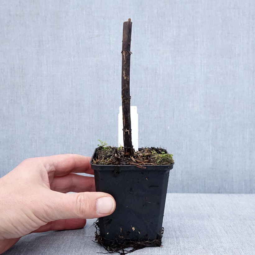 Eupatorium Bartered Bride - Eupatoire Godet de 8/9 cm esemplare consegnato in inverno